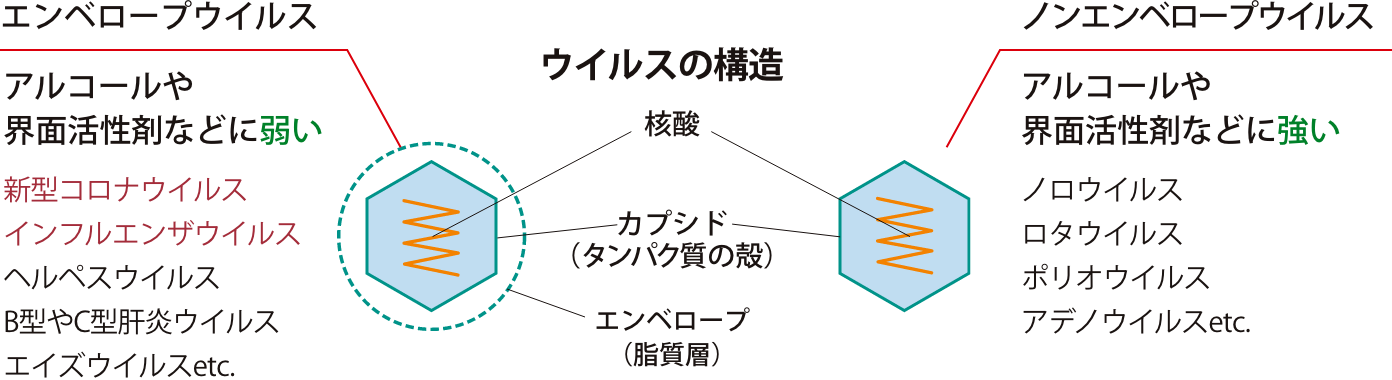 ウイルスの構造